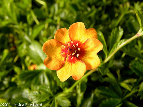 Potentilla tonguei