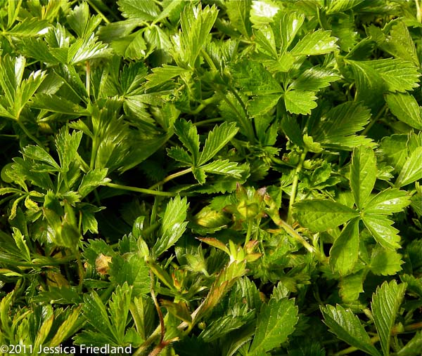 Potentilla tonguei