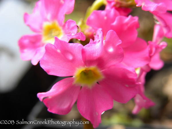 Primula rosea Gigas