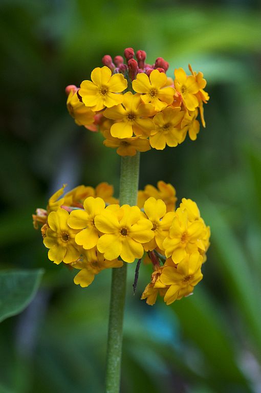 Primula bulleyana