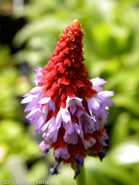 Primula vialii