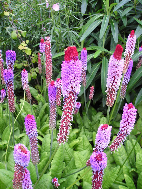 Primula vialii