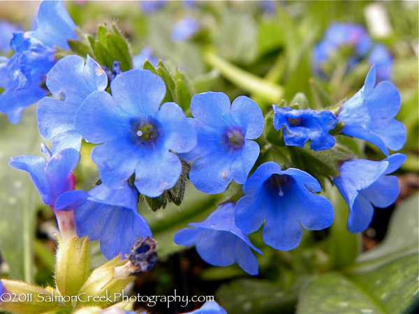 Pulmonaria.php