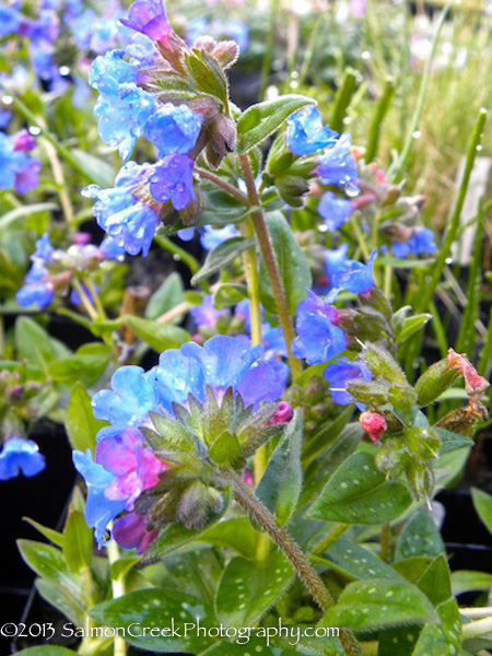 Pulmonaria saccharata 'Silver Streamers' Lungwort