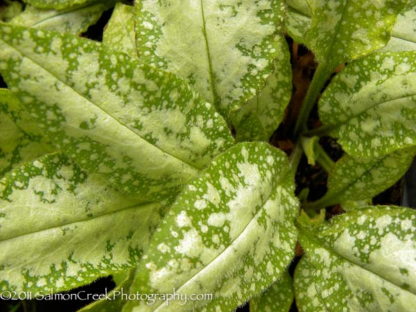 Pulmonaria ‘Berries and Cream’