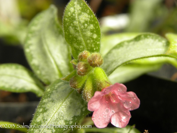 Pulmonaria 'Silver Streamers