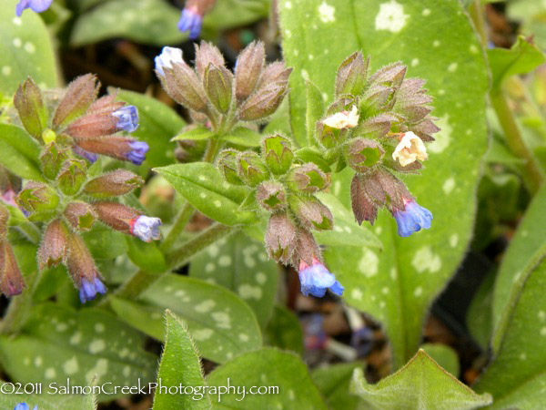 Pulmonaria saccharata ‘Highdown’