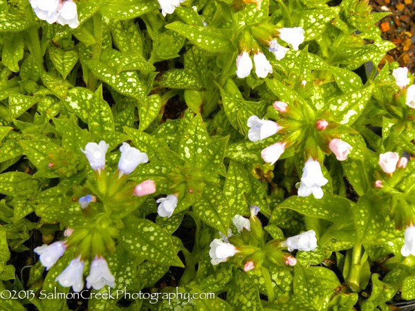 Pulmonaria Roy Davidson