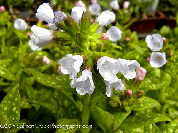 Pulmonaria ‘Roy Davidson’