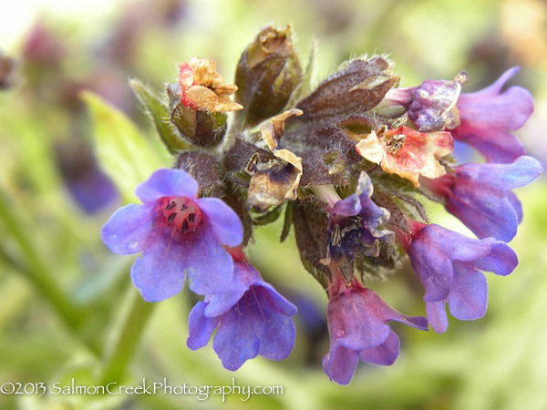 Pulmonaria longifolia ssp. cevennensis