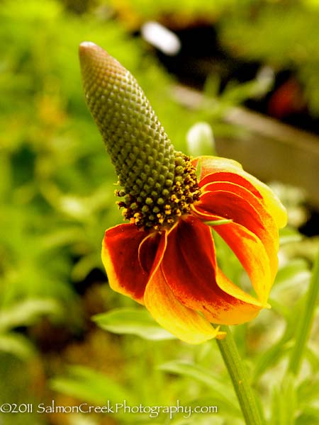 Ratibida columnifera f. pulcherrima Red Midget