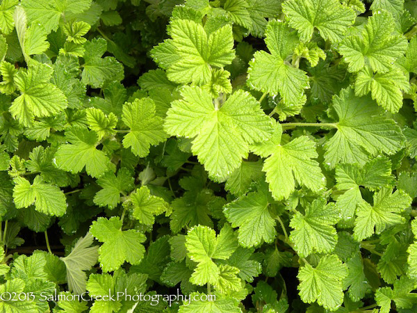 Ribes sanguineum ‘King Edward VII’