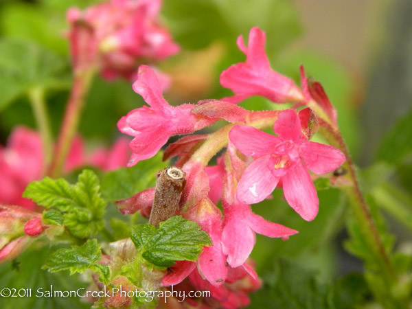 Ribes sanguineum ‘King Edward VII’