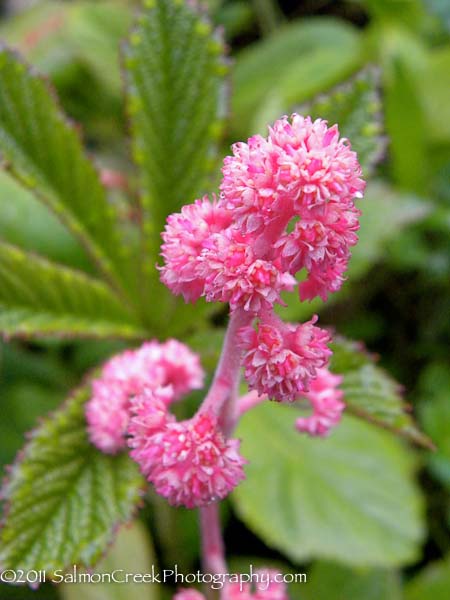 Rodgersia aesculifolia