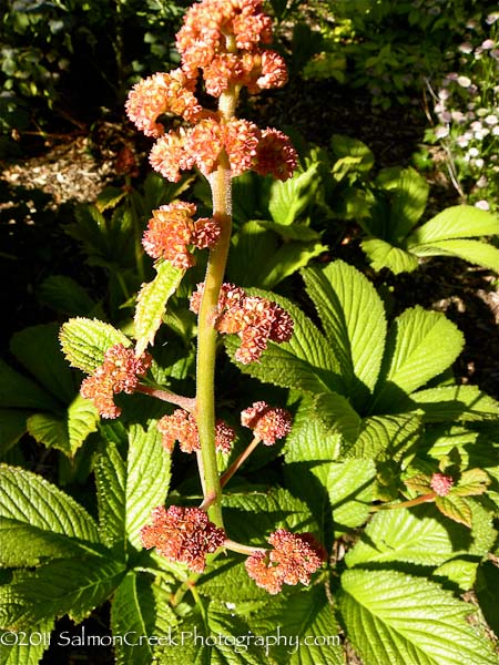 Rodgersia aesculifolia