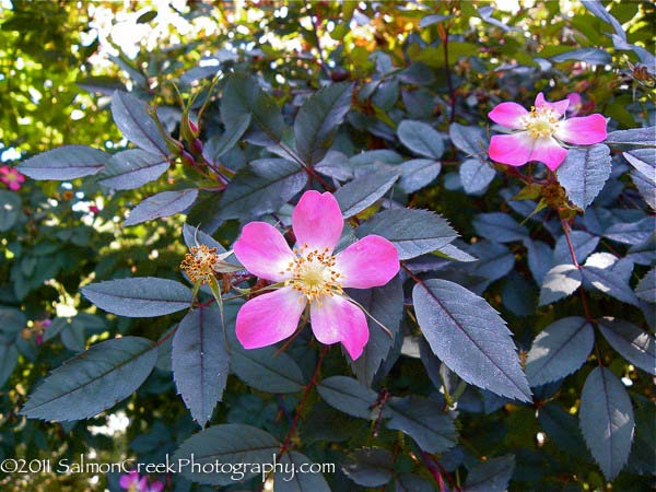 Rosa glauca