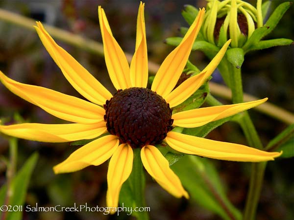 Rudbeckia fulgida ‘Swiss Gold’