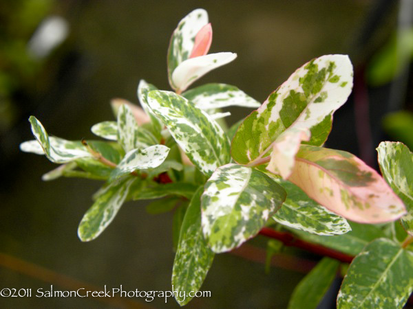 Salix integra Hakuro Nishiki