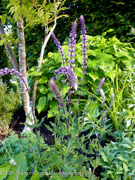 Salvia nemorosa Amethyst