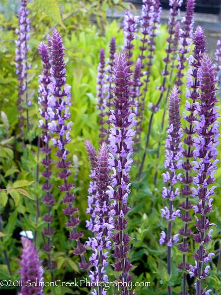 Salvia nemorosa Amethyst