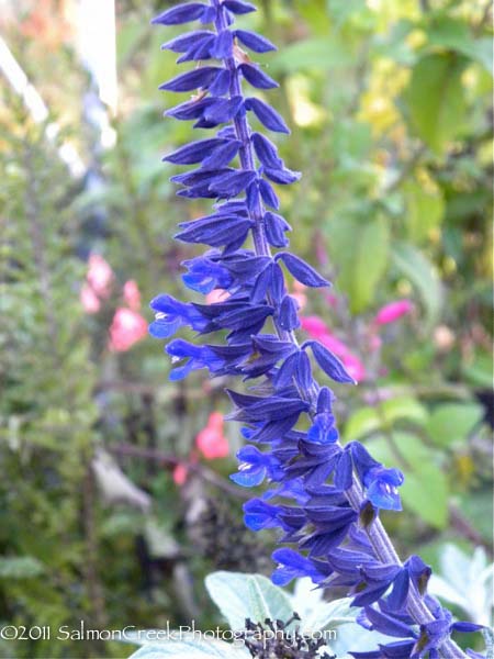 Salvia leucantha x elegans ‘Anthony Parker’