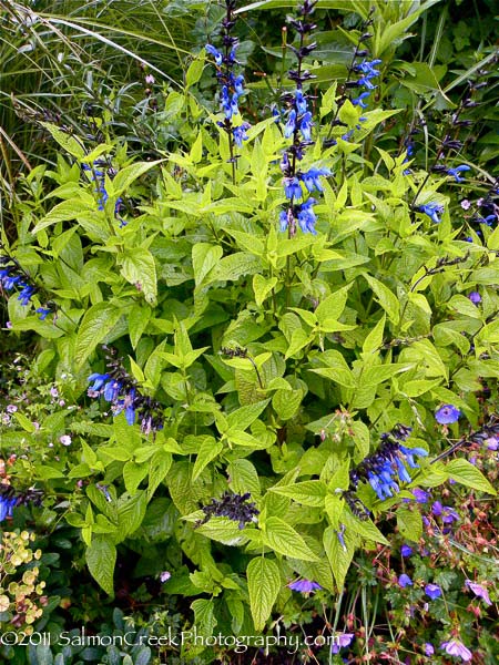 Salvia guaranitica ‘Black and Blue’