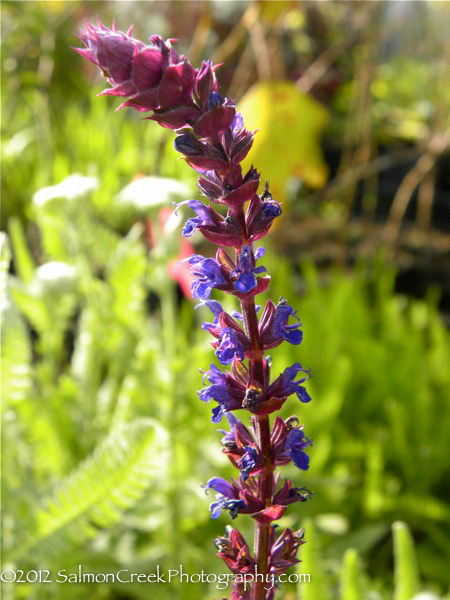 Salvia nemorosa ‘Caradonna’