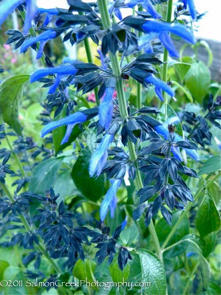 Salvia mexicana Compton’s Form