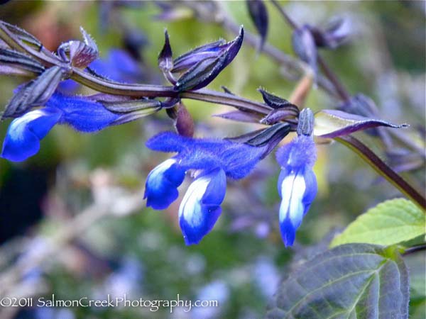 Salvia El Cielo Blue