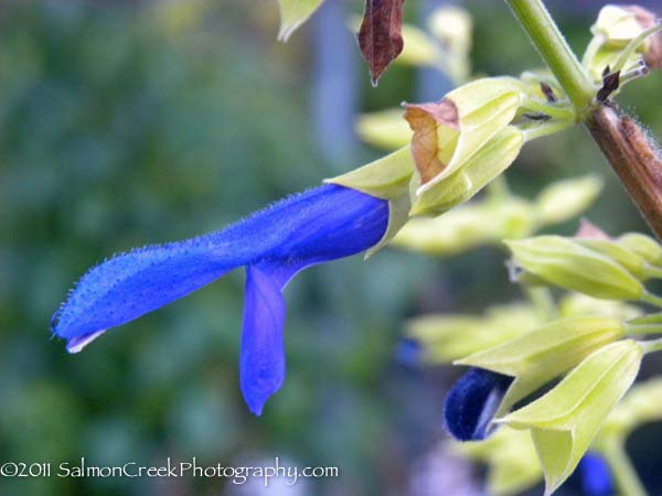 Salvia mexicana Limelight