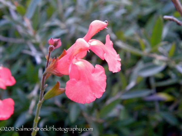 Salvia greggii Lowry’s Peach