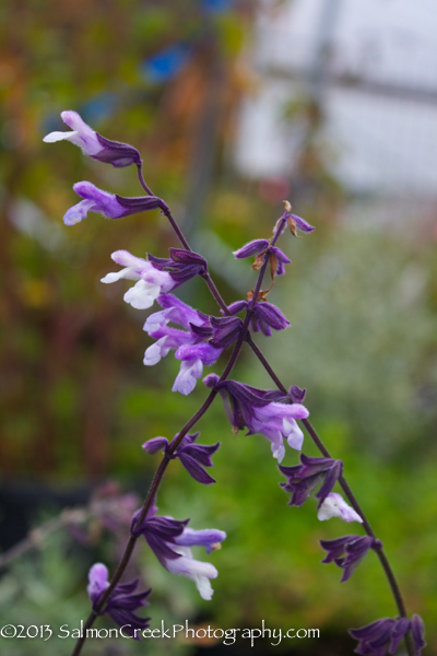 Salvia ‘Phyllis Fancy’