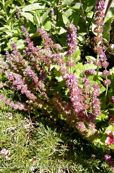 Salvia verticillata ‘Purple Rain’