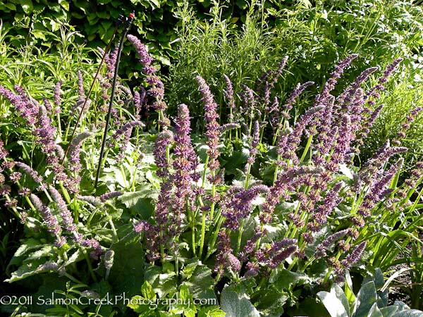 Salvia verticillata ‘Purple Rain’