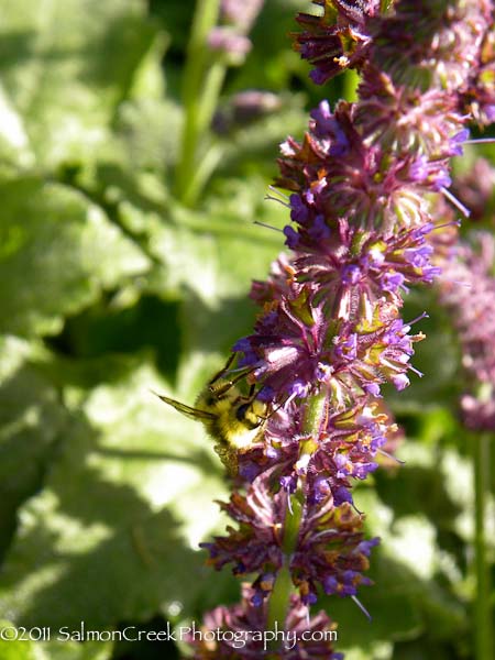 Salvia verticillata Purple Rain