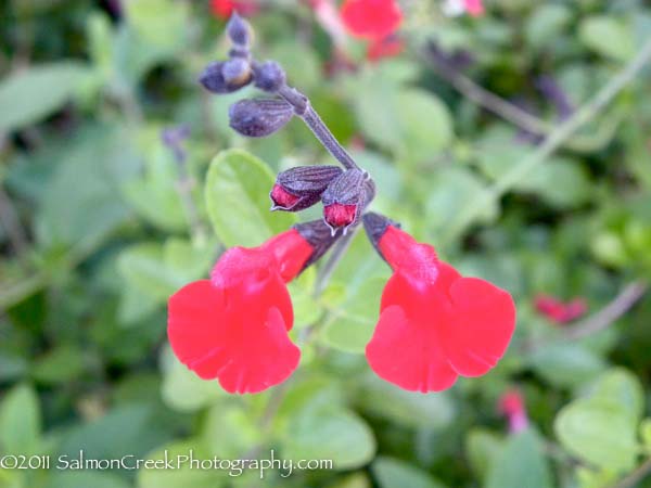 Salvia microphylla x greggii Red Velvet