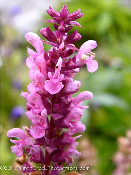 Salvia nemorosa Rosenwein