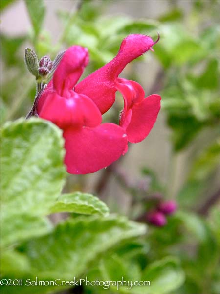 Salvia microphylla San Carlos Festival