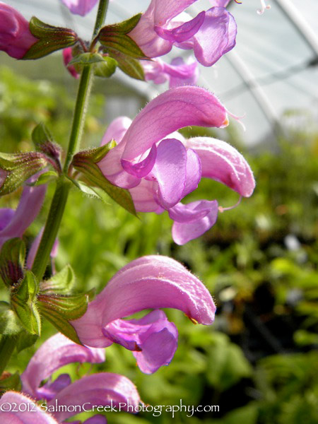 Salvia pratensis Sweet Esmeralda