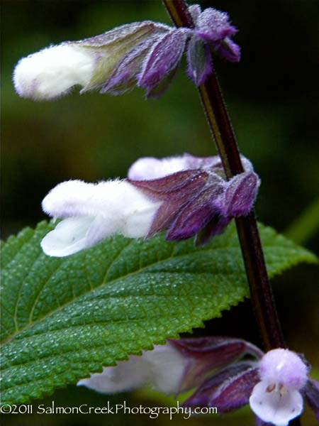 Salvia Waverly