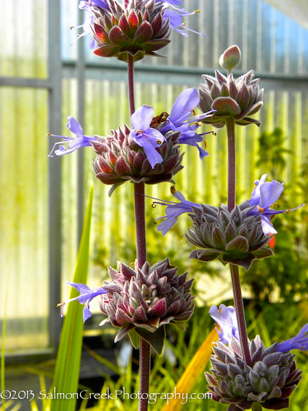 Salvia clevelandii Whirly Blue