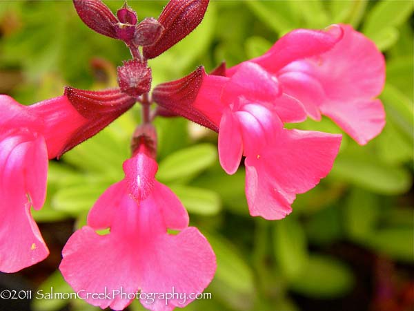 Salvia greggii ‘Wild Thing’