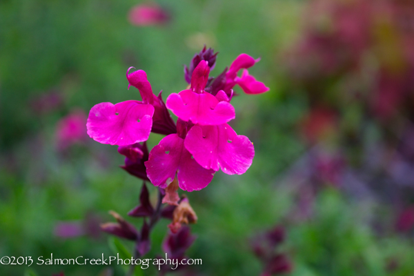 Salvia greggii ‘Wild Thing’