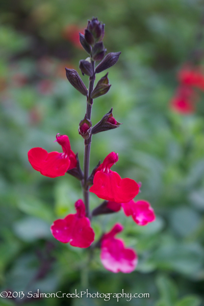 Salvia microphylla Wild Watermelon