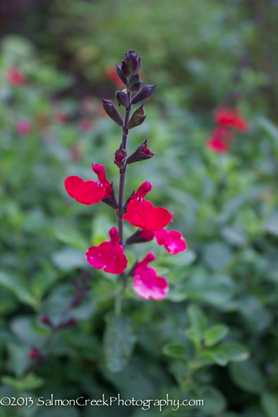 Salvia microphylla Wild Watermelon