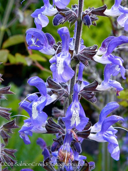 Salvia.php