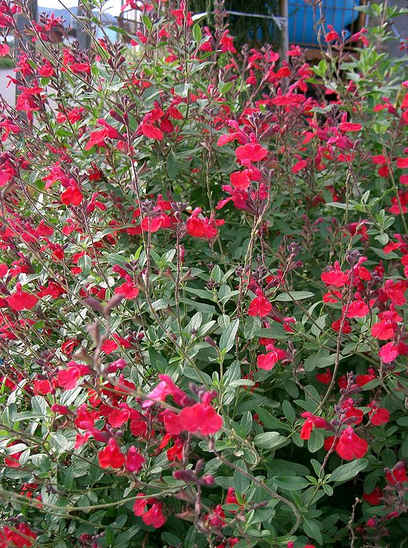 Salvia microphylla