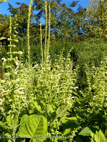 Salvia nubicola