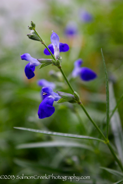 Salvia reptans West Texas Form