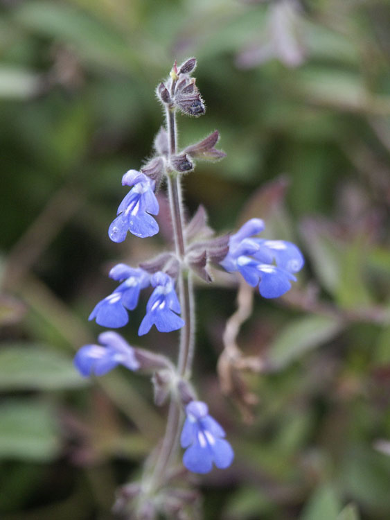 <i>Salvia sinaloensis</i>